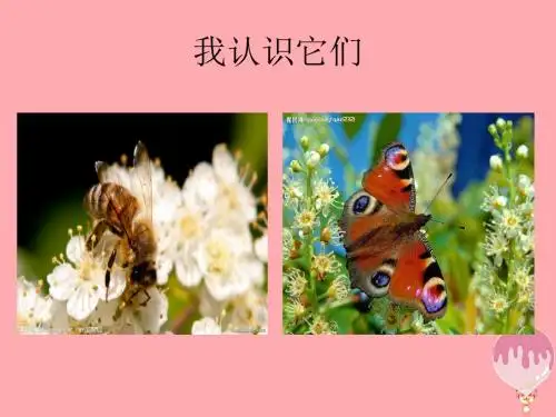 三年级语文上册第六单元“我喜欢昆虫”PPT课件3鄂教版