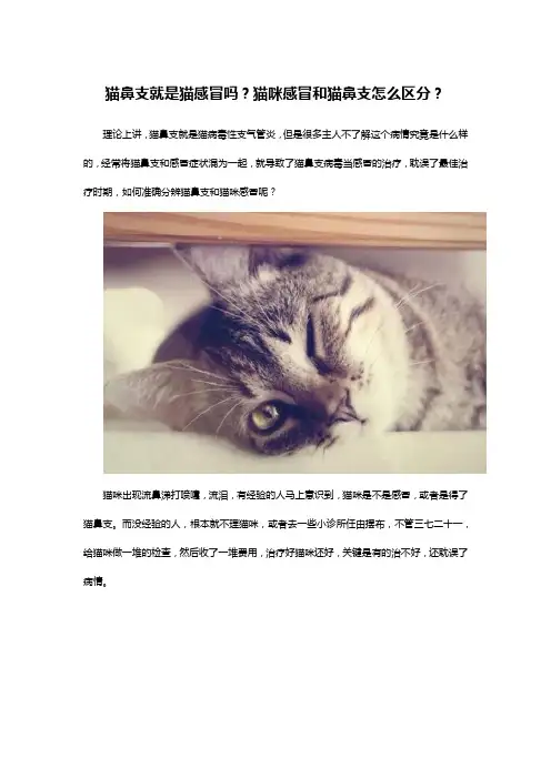 猫鼻支就是猫感冒吗？猫咪感冒和猫鼻支怎么区分？