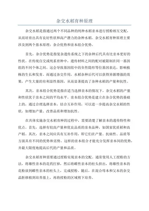 杂交水稻育种原理