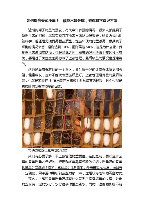 如何提高蚕茧质量？上蔟技术是关键，教你科学管理方法