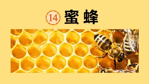 部编版三年级语文下册《蜜蜂》PPT优质课件