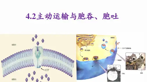 新教材4.2.主动运输与胞吞、胞吐人教版高中生物必修一优质课件