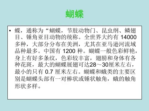 各种各样的蝴蝶