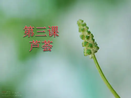 初中劳技课课件