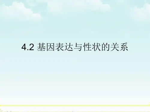 4.2 基因表达与性状的关系 人教版(2019)高中生物必修二课件(共32张PPT)