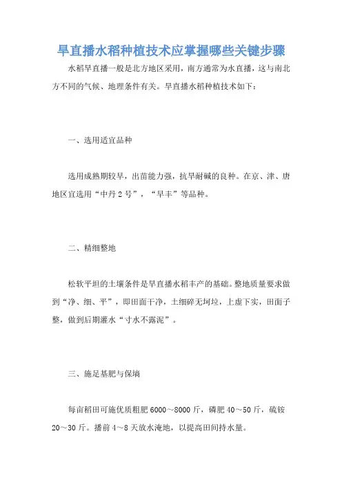 旱直播水稻种植技术应掌握哪些关键步骤