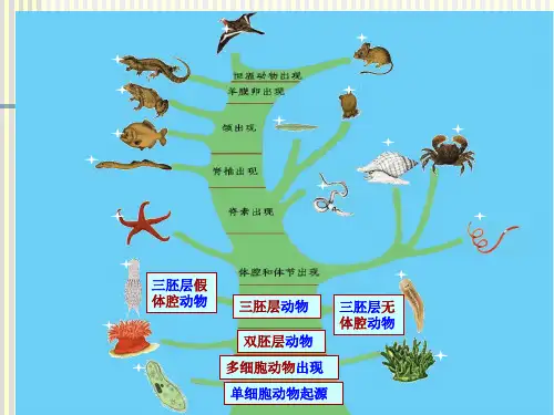 第七章原腔动物门