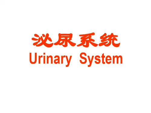 《泌尿系统》PPT课件