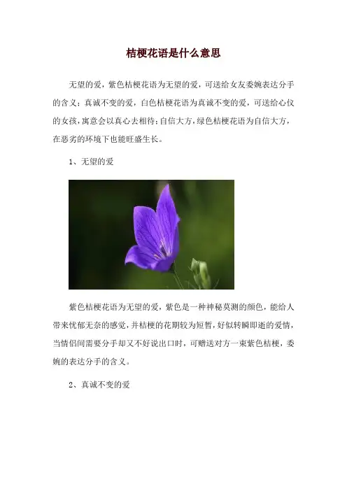 桔梗花语是什么意思