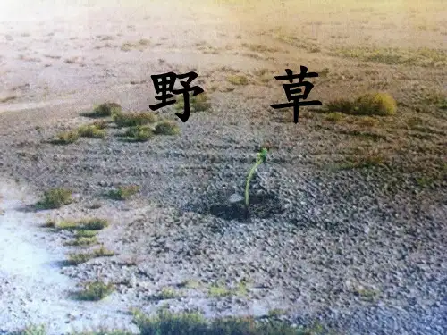 《野草》PPT课件