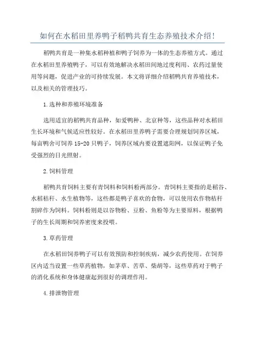 如何在水稻田里养鸭子稻鸭共育生态养殖技术介绍!