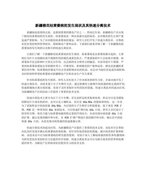 新疆棉花枯黄萎病的发生现状及其快速分离技术