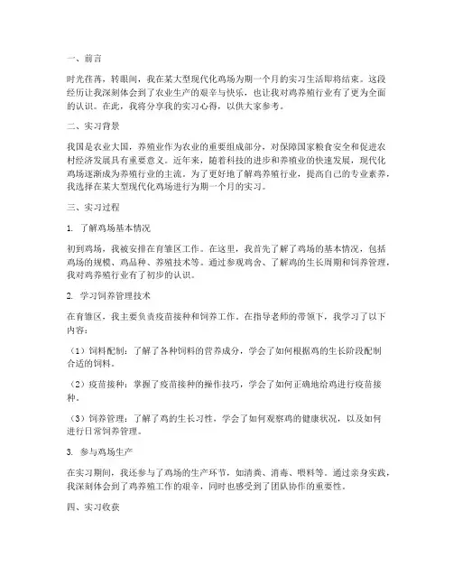 鸡场实习报告心得
