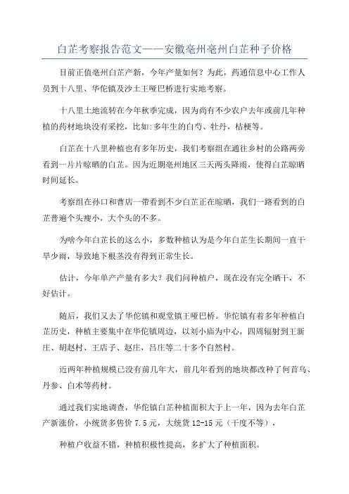 白芷考察报告范文——安徽亳州亳州白芷种子价格
