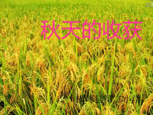 秋天的收获课件