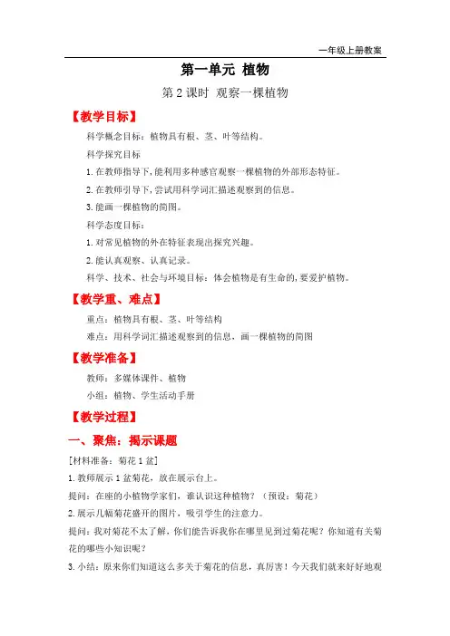 教科版一年级上册科学-观察一棵植物教案与教学反思