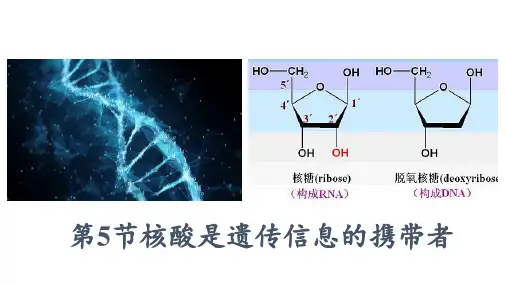第5节核酸是遗传信息的携带者(高中生物必修一优质课件)