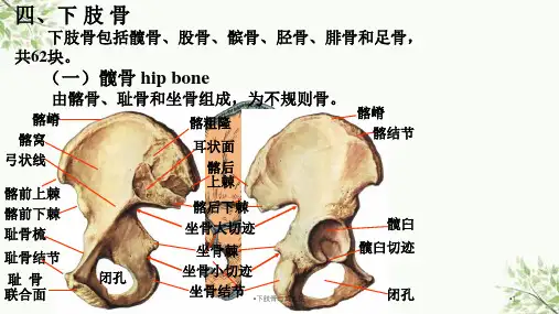 下肢骨与其连结课件