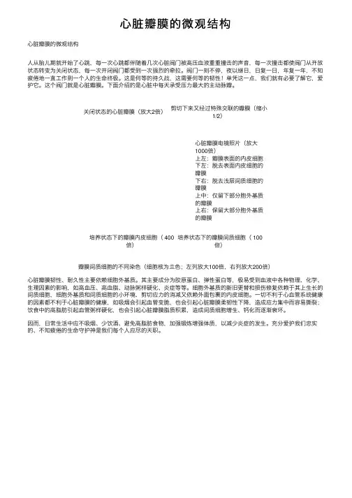 心脏瓣膜的微观结构
