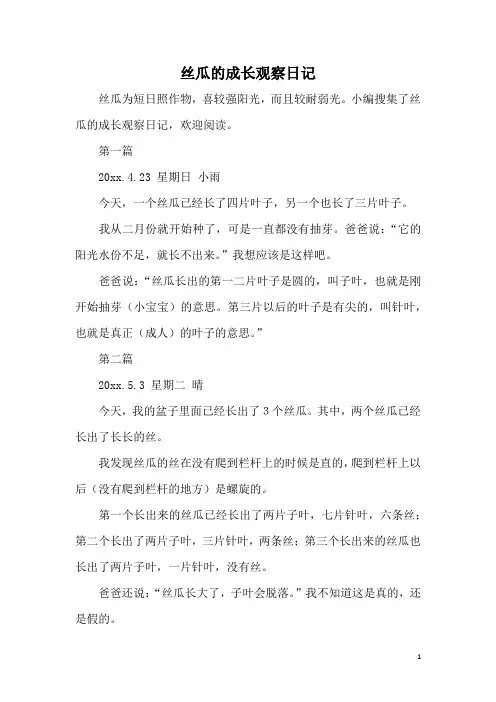 丝瓜的成长观察日记