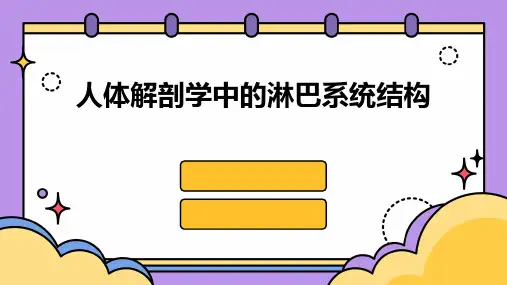 人体解剖学中的淋巴系统结构