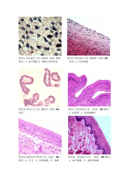 组织学图片