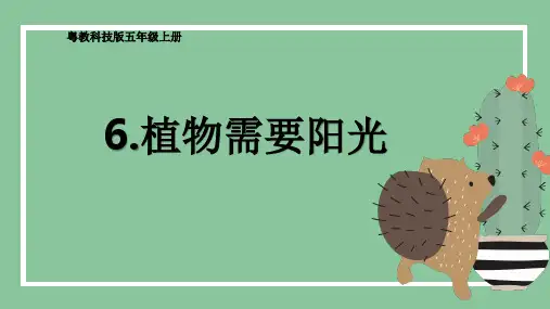第6课植物需要阳光(教学课件)五年级科学上册(粤教版)