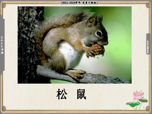 《松鼠和松果》课件(共24张PPT)