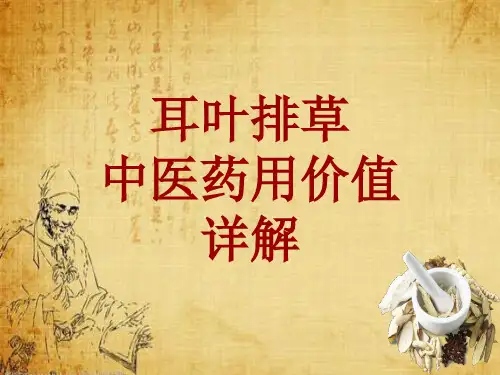 中药学_耳叶排草_药材详解课件模板_性味