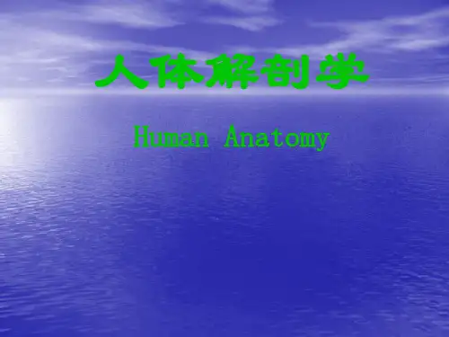 人体解剖学之神经系统PPT课件