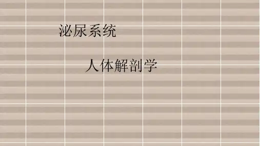 泌尿系统-人体解剖学