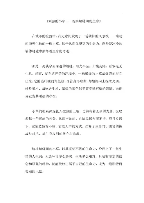 《顽强的小草——观察墙缝间的生命》