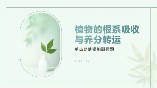 植物的根系吸收与养分转运