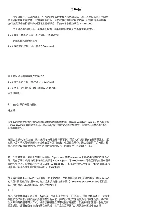 月光鼠——精选推荐