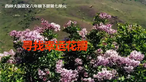 西师大版小学六年级语文下册寻找幸运花瓣精品ppt课件