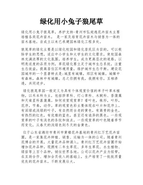 绿化用小兔子狼尾草