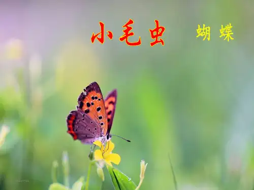 二年级下册语文课件-22 小毛虫 部编版(共19张PPT)