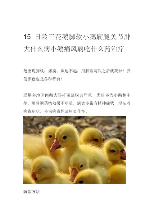 15日龄三花鹅脚软小鹅瘸腿关节肿大什么病小鹅痛风病吃什么药治疗