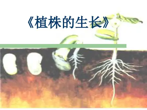 人教版七年级上册生物3.2.2植株的生长说课课件(共15张PPT)