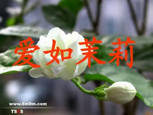 公开课《爱如茉莉》PPT课件