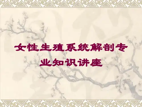 女性生殖系统解剖专业知识讲座培训课件