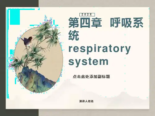 系统解剖学之呼吸系统