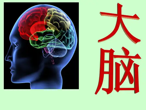 苏教版五年级科学《大脑》课件PPT.ppt