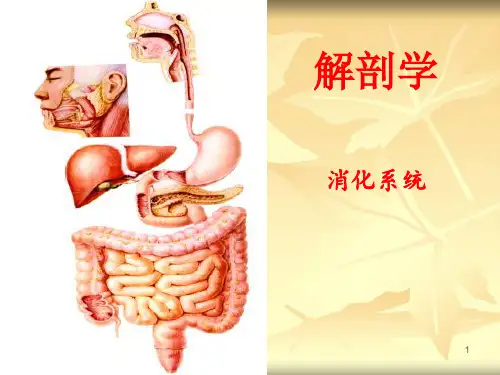 胃的解剖ppt课件