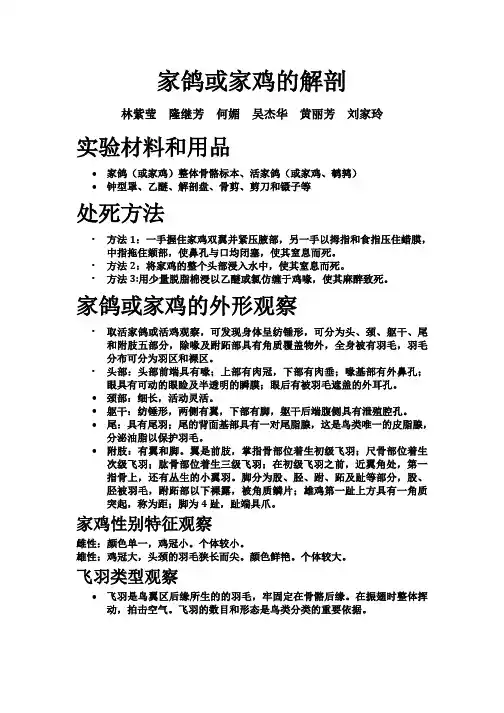 家鸽或家鸡的解剖