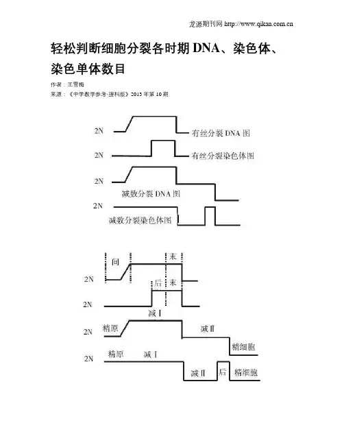 轻松判断细胞分裂各时期DNA、染色体、染色单体数目