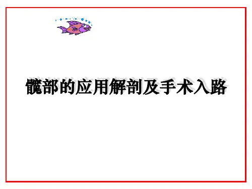 髋部解剖及入路
