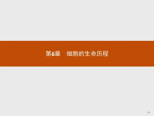 2019版生物人教版必修1课件：第6章 第1节 细胞的增殖 