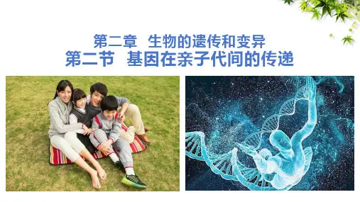 7.2.2基因在亲子代间的传递(最新版)八年级生物下册课件(人教版)