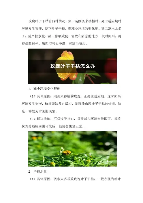 玫瑰叶子干枯怎么办